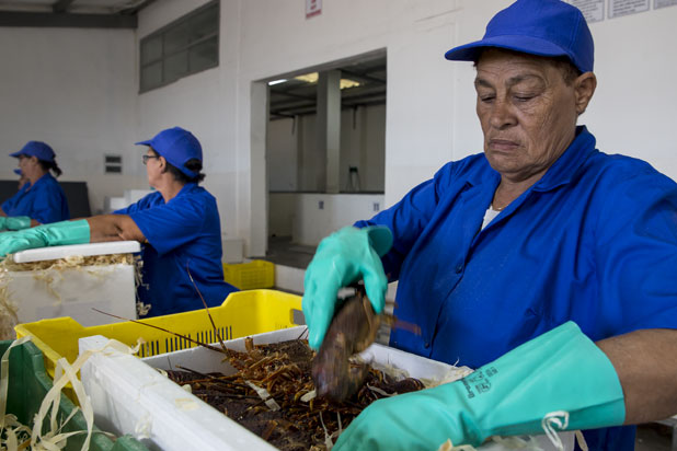 Packing the Lobster at the Factory