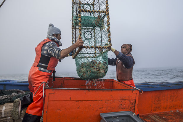 Unloading the lobster from the nets